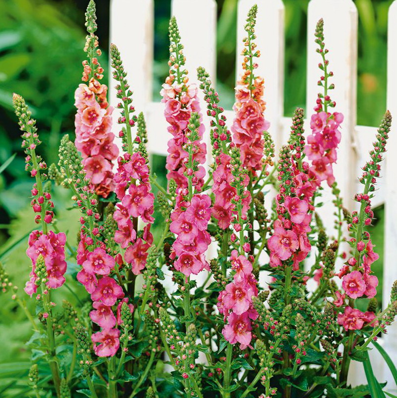 Превью изображения