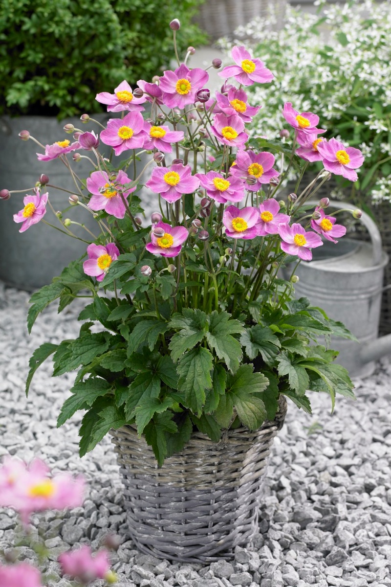 Превью изображения