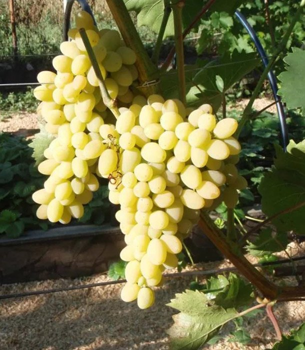 Превью изображения