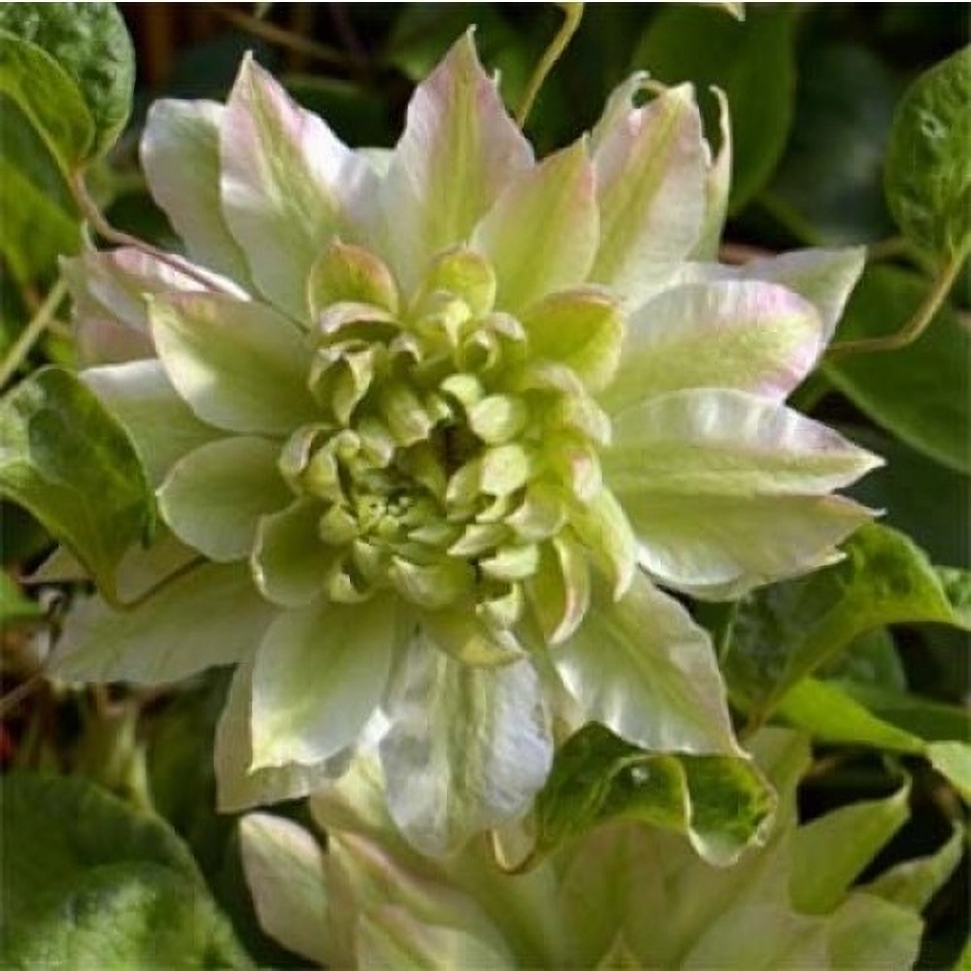 Превью изображения