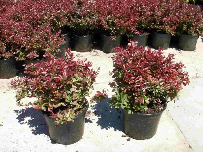 Превью изображения