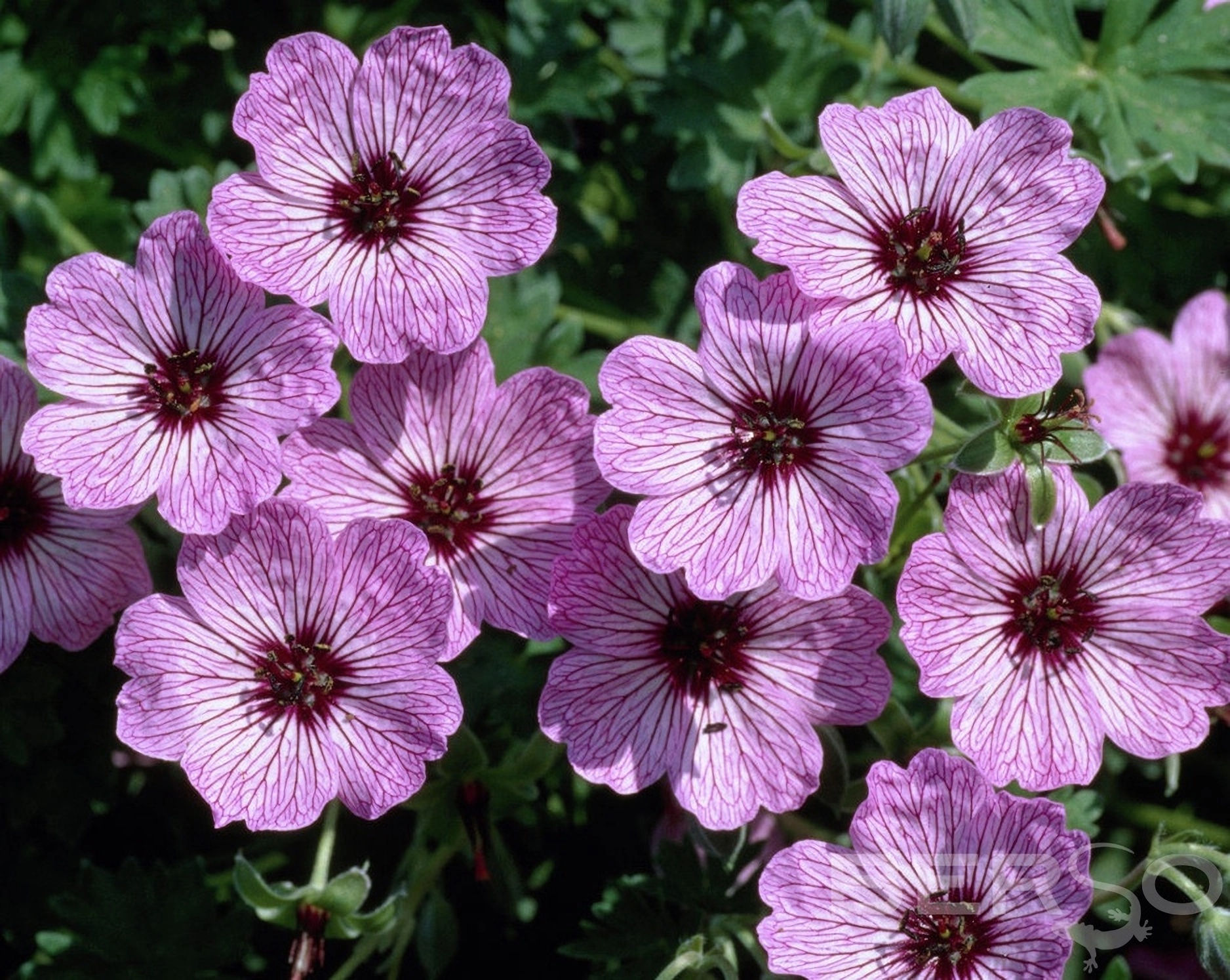 Превью изображения