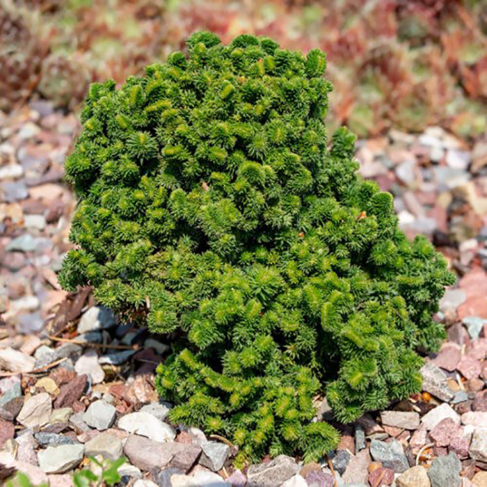 Превью изображения