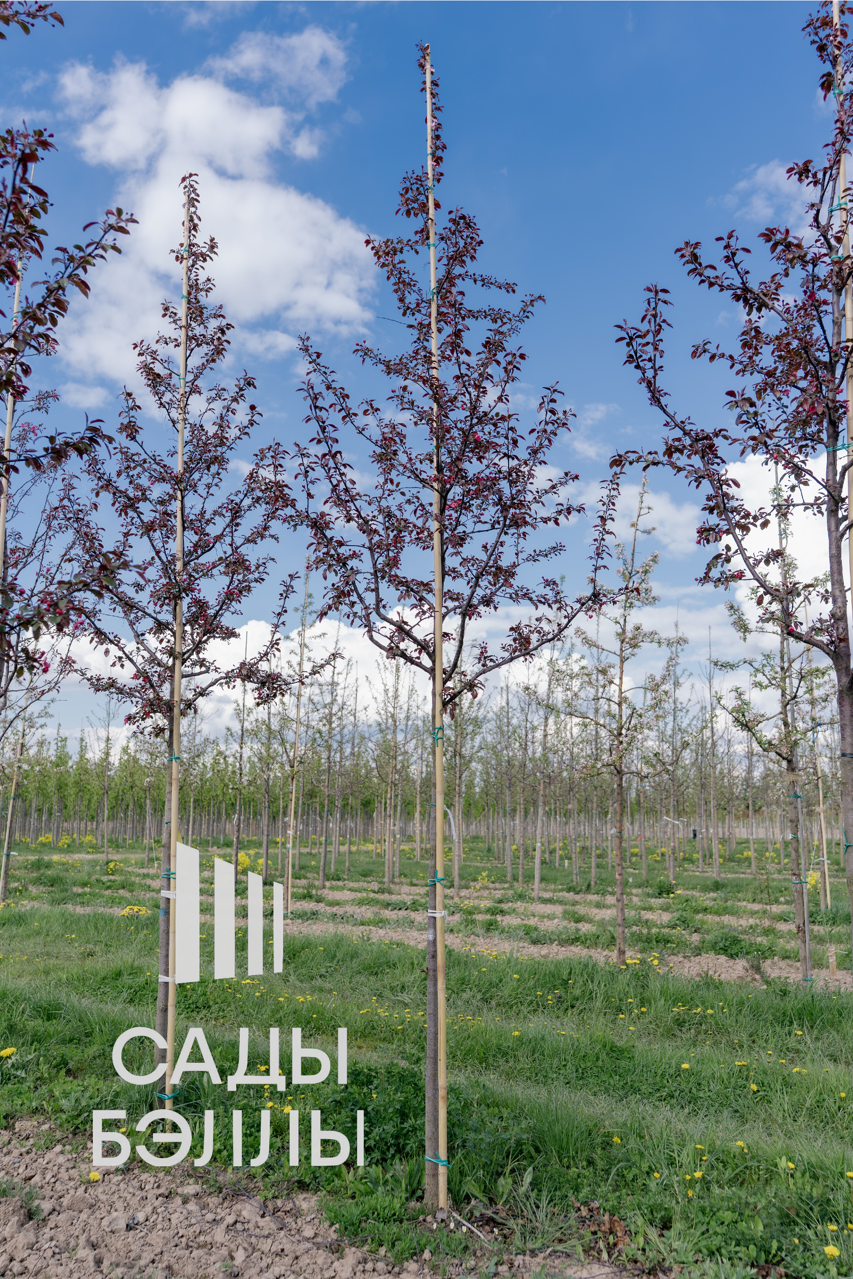 Превью изображения