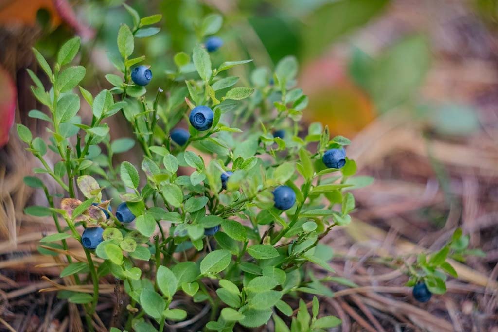 Превью изображения