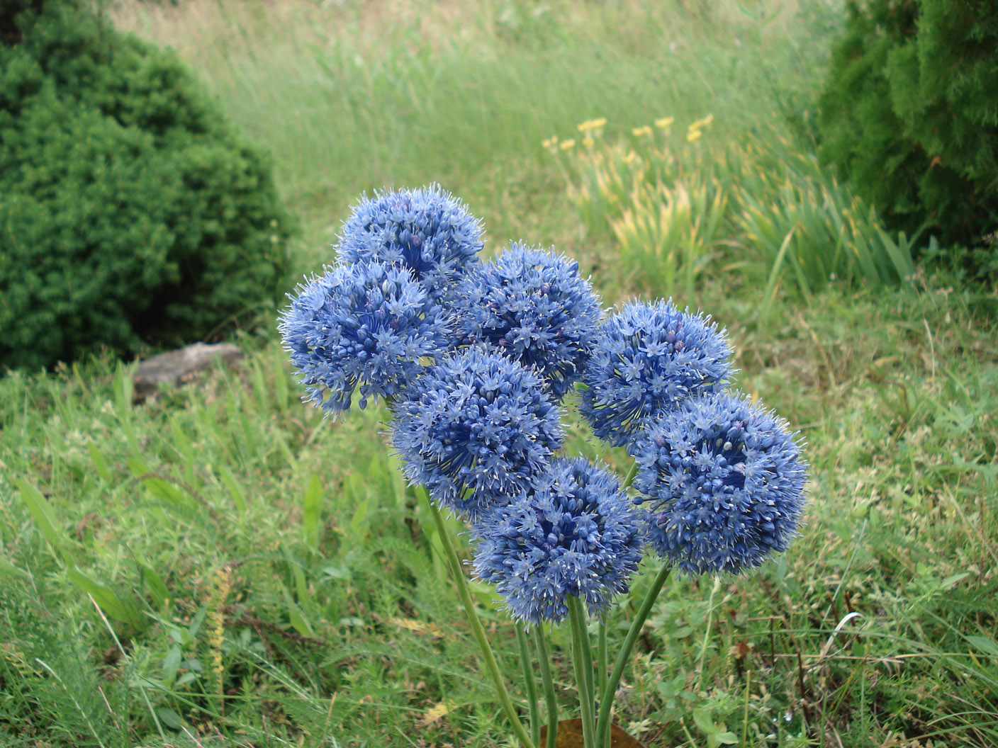 Превью изображения