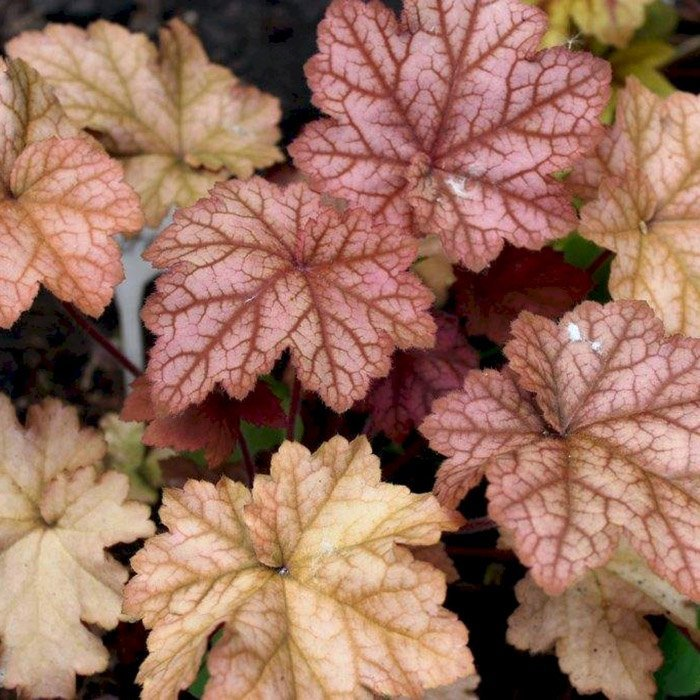 Превью изображения