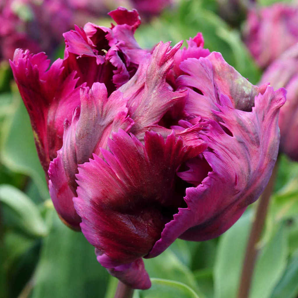 Превью изображения