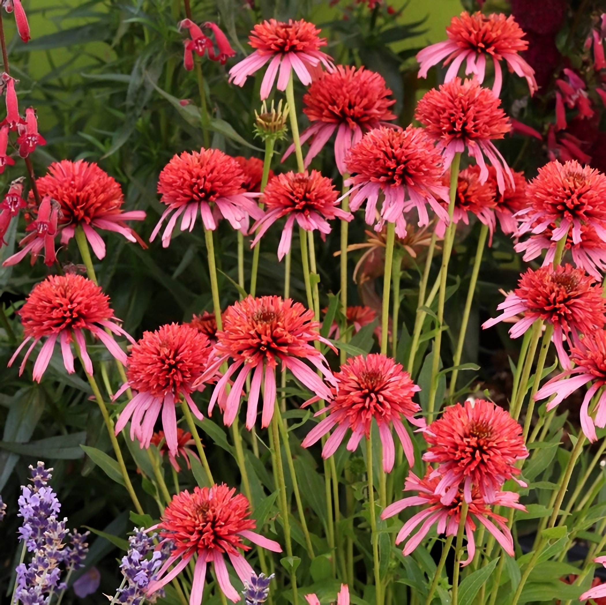 Превью изображения