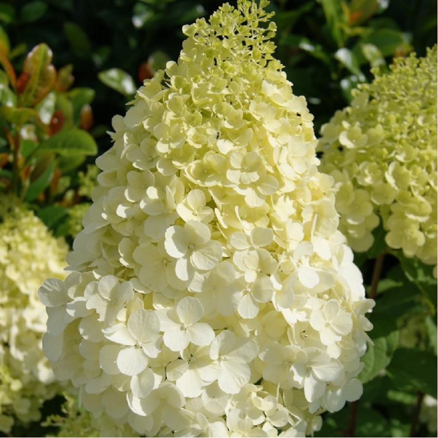 Превью изображения