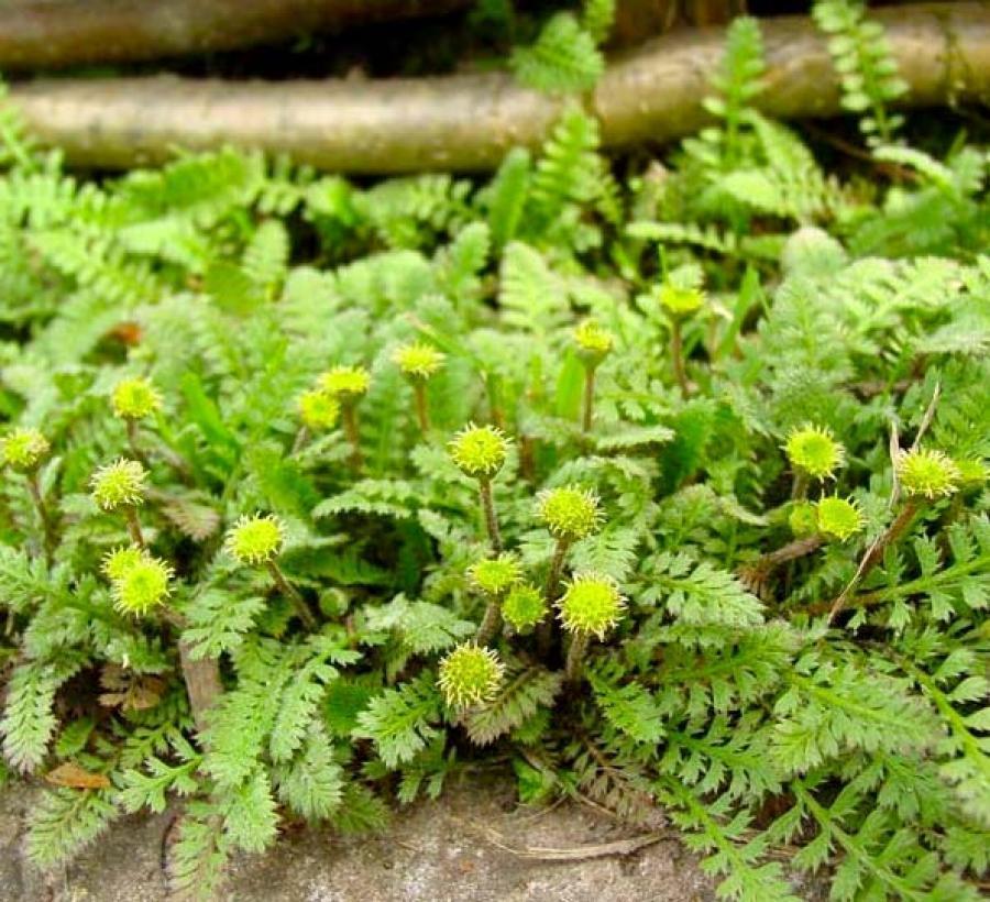 Превью изображения