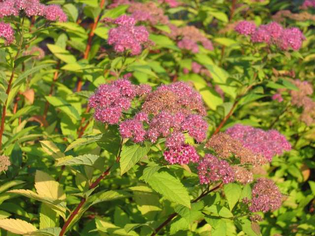 Превью изображения