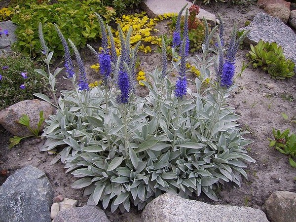 Превью изображения