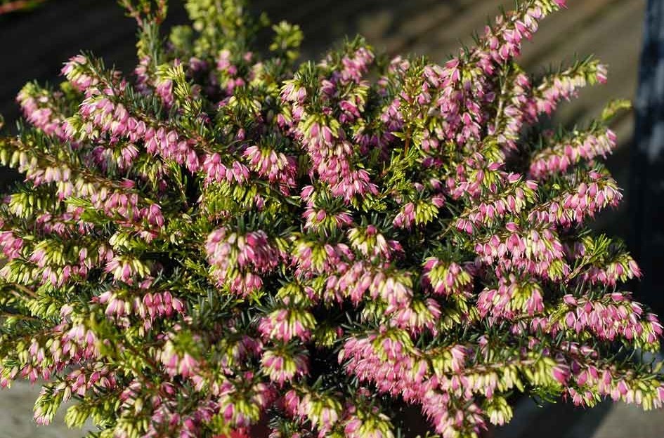 Превью изображения