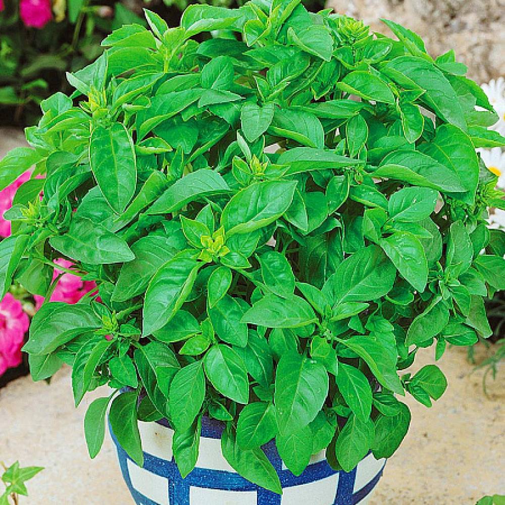 Превью изображения