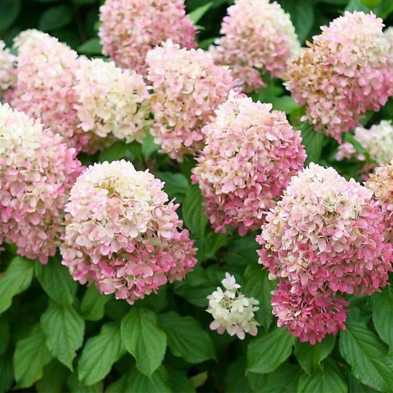 Превью изображения