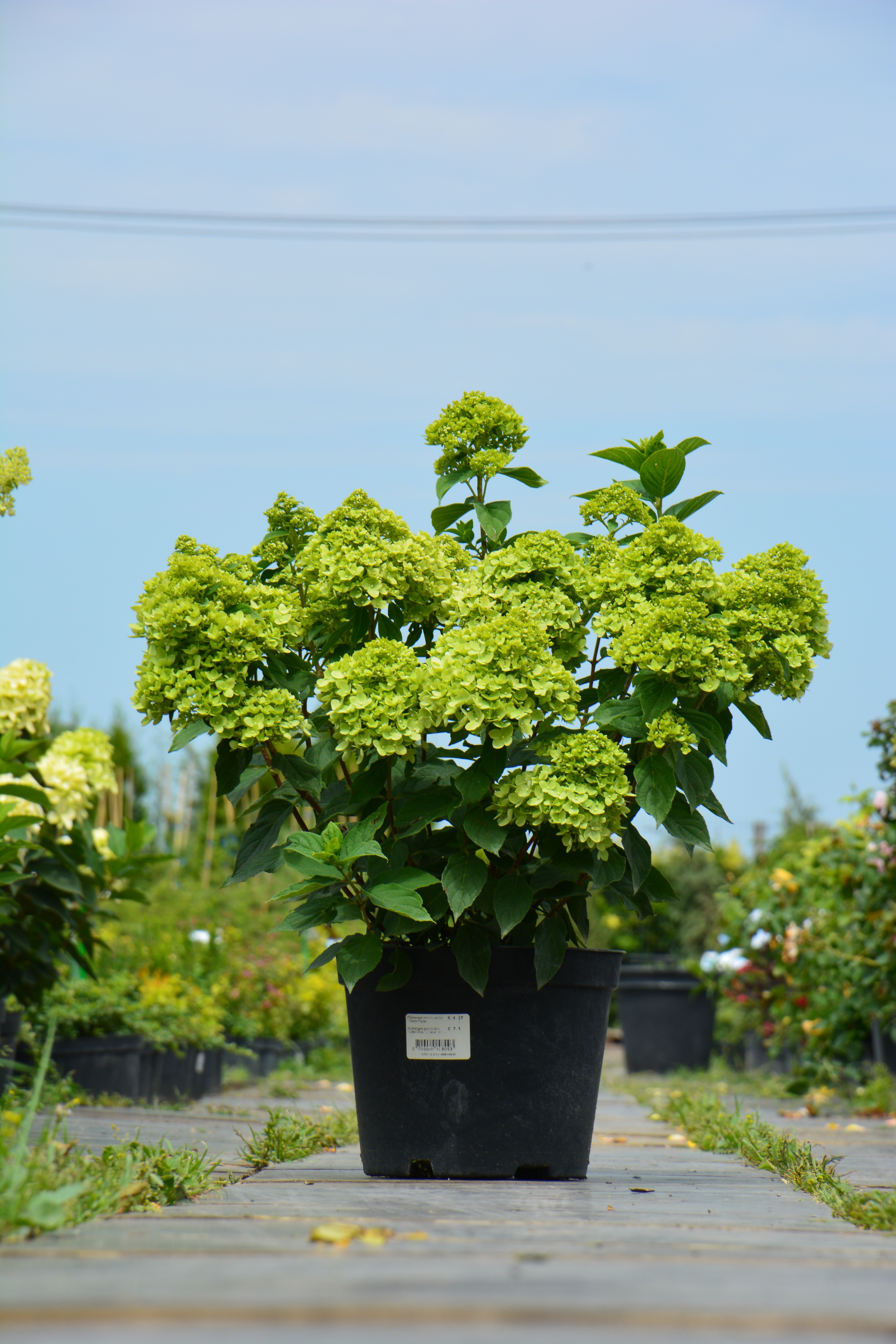 Превью изображения