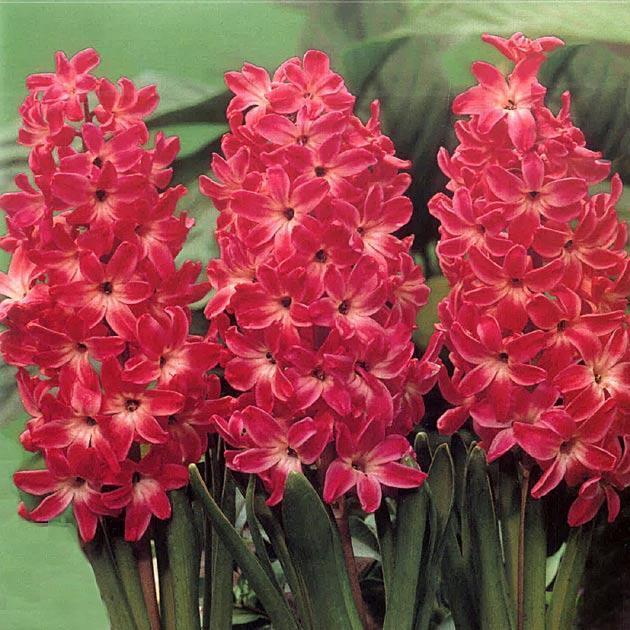 Превью изображения