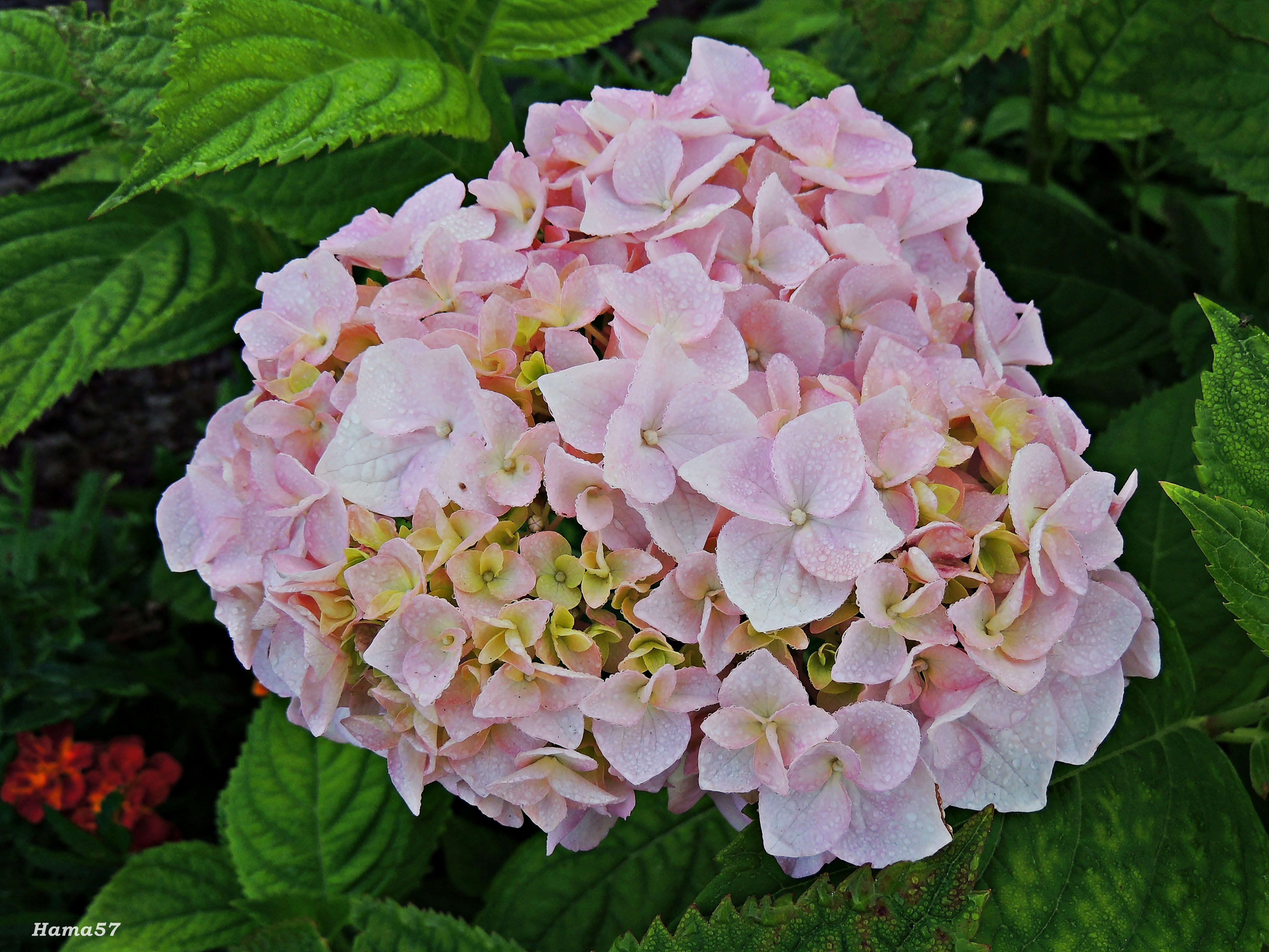 Превью изображения