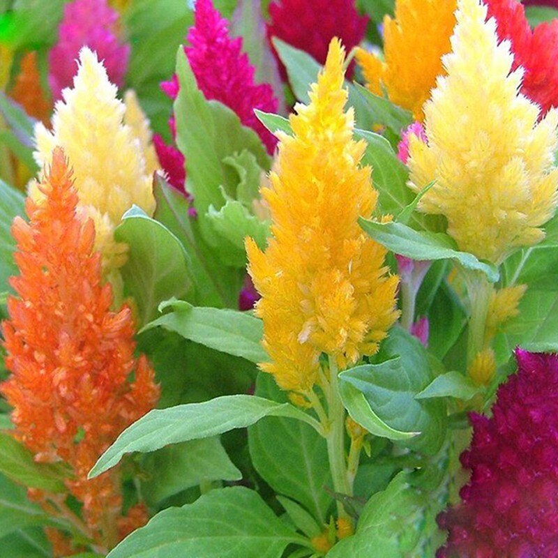 Превью изображения