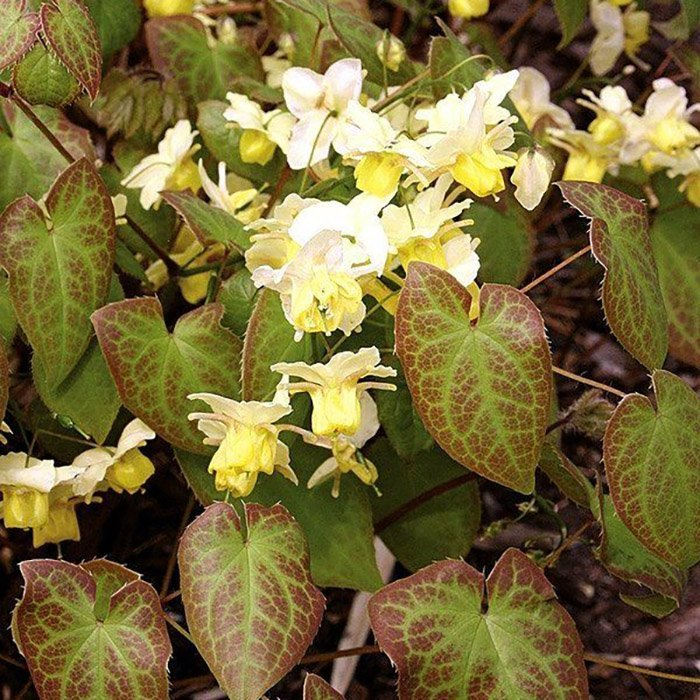 Превью изображения