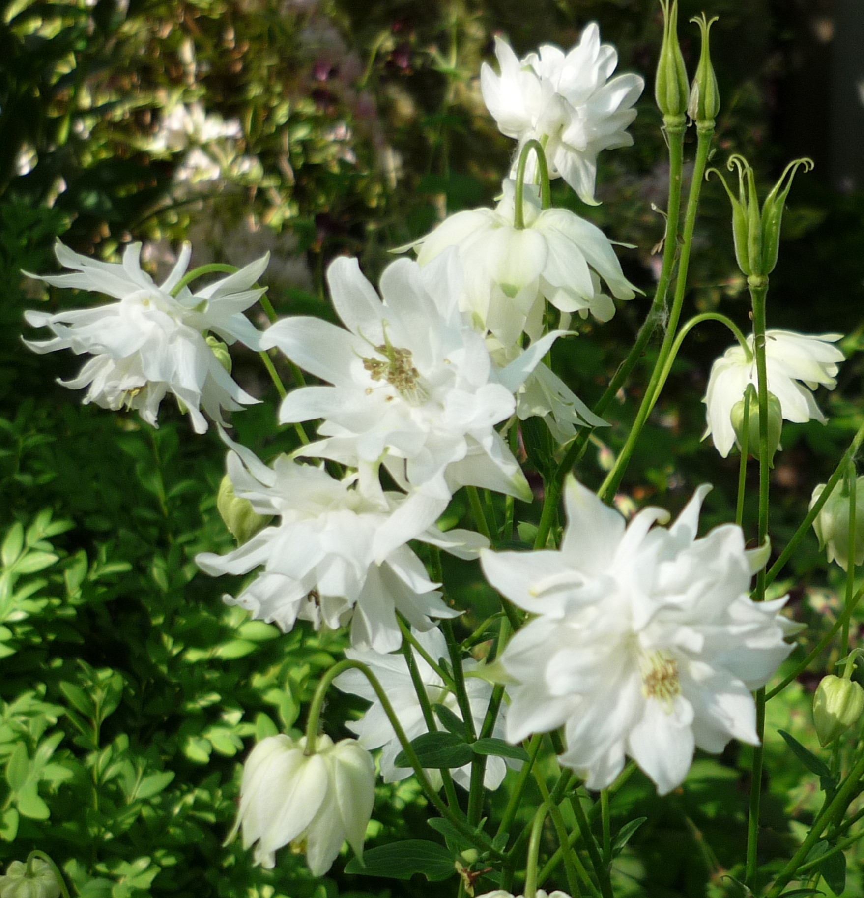 Превью изображения