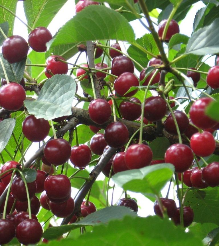 Превью изображения