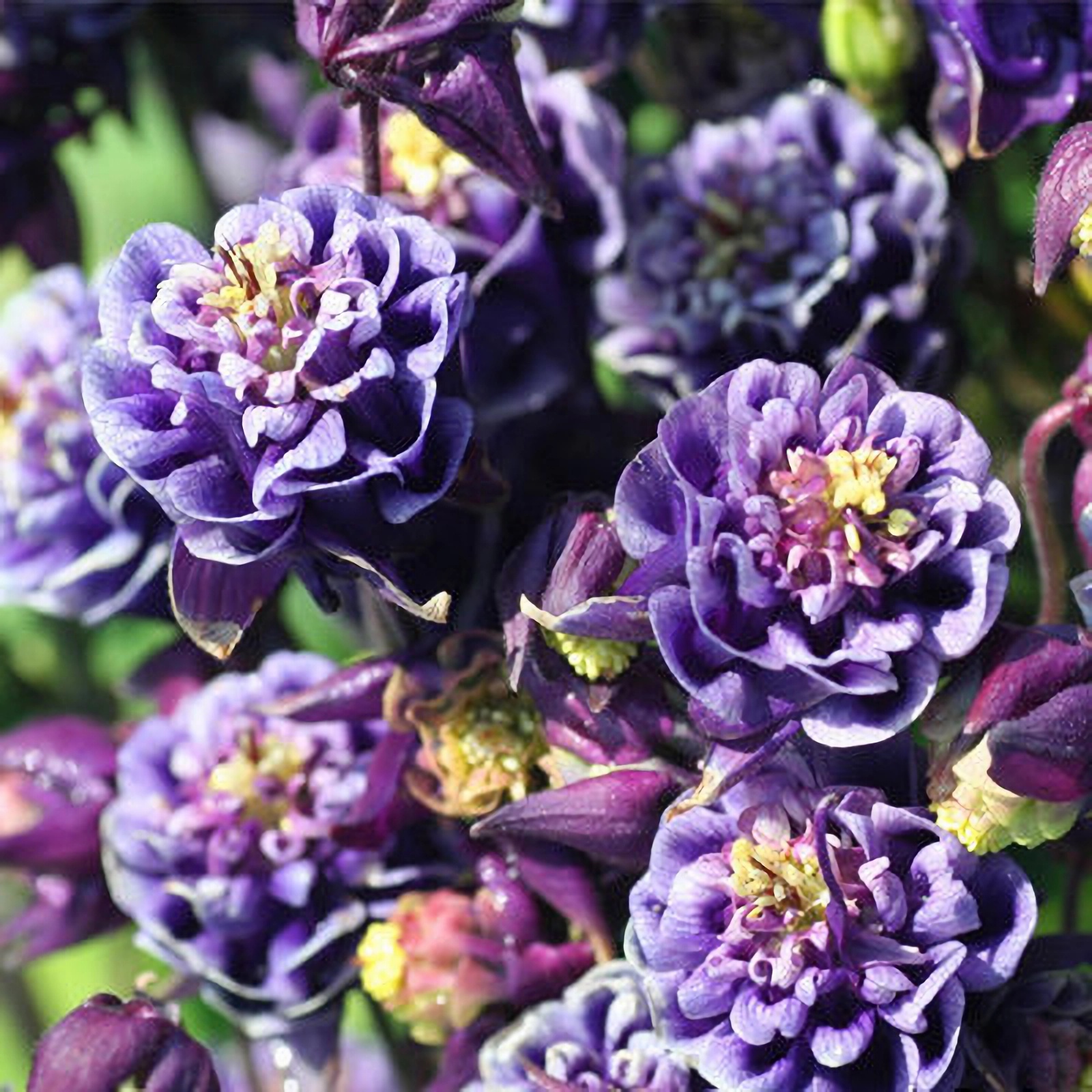 Превью изображения