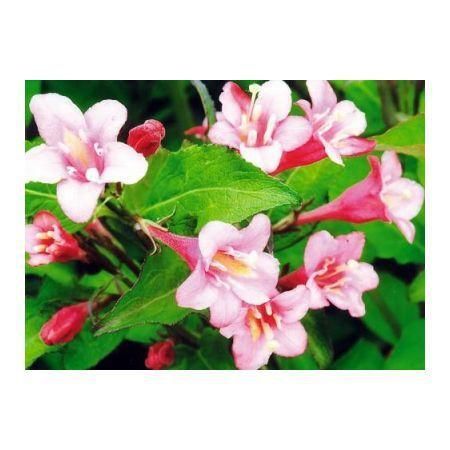 Превью изображения