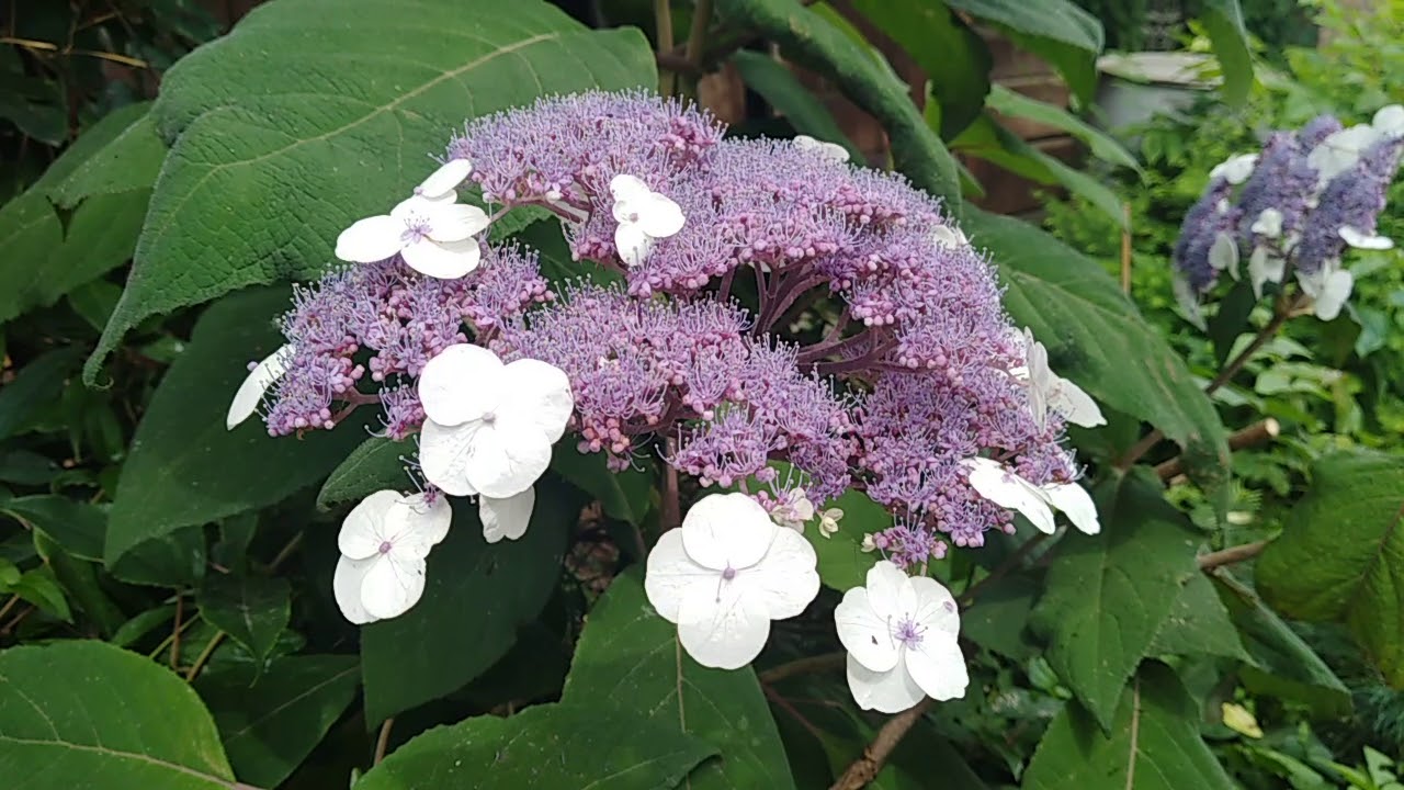 Превью изображения