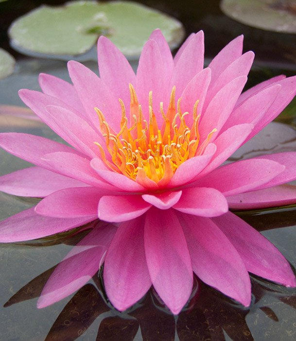 Превью изображения