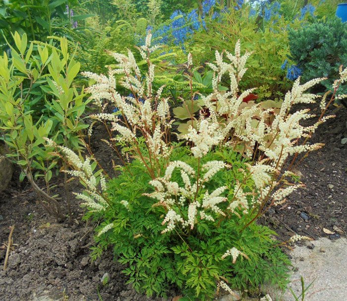 Превью изображения