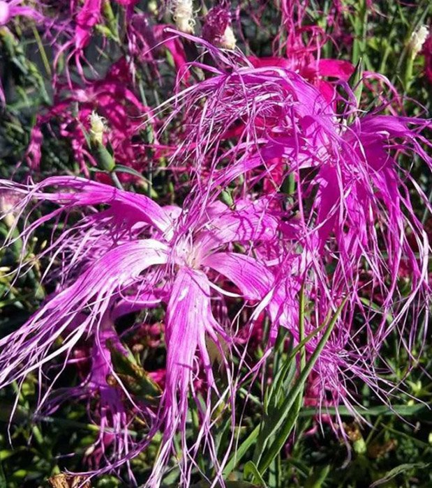 Превью изображения