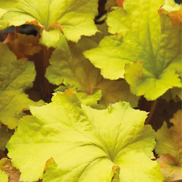 Превью изображения