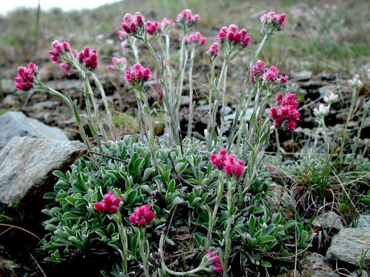 Превью изображения