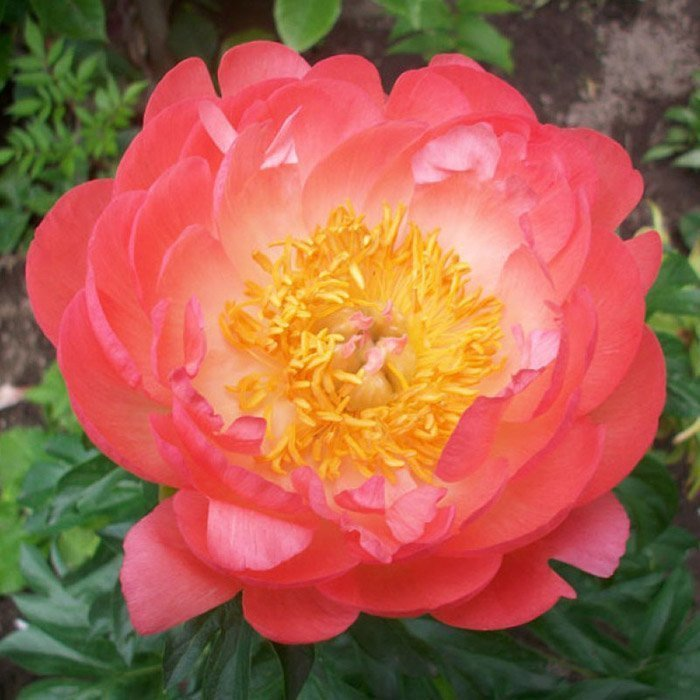 Превью изображения