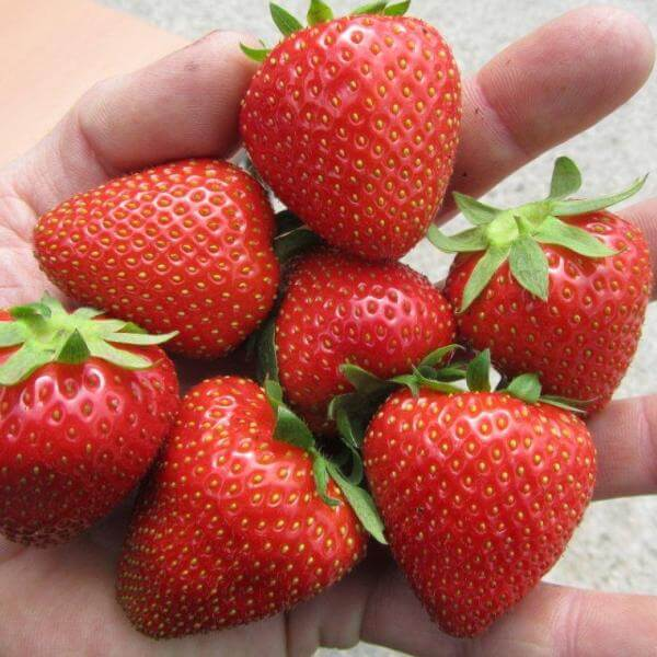 Превью изображения