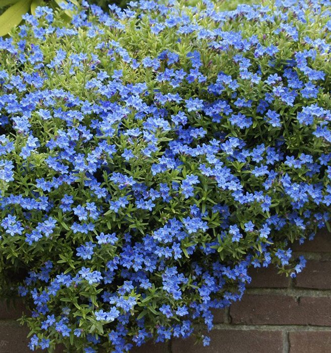 Превью изображения