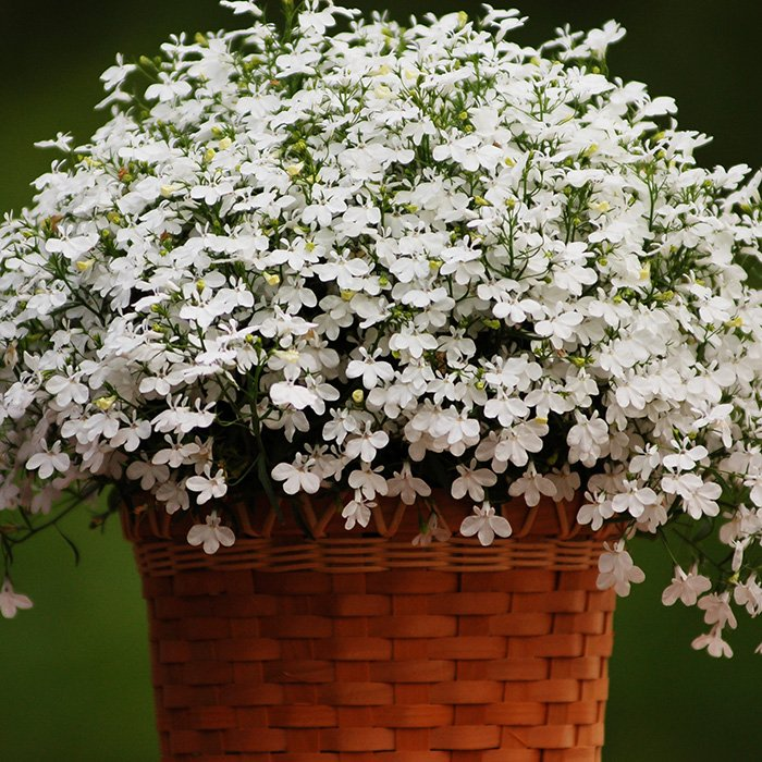 Превью изображения