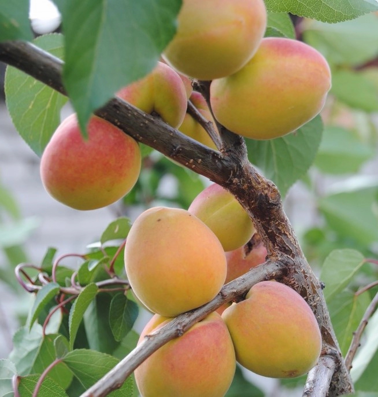 Превью изображения