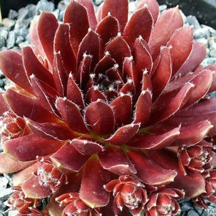 Превью изображения