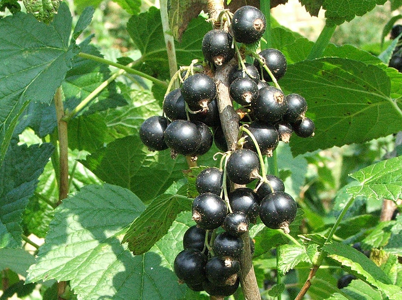 Превью изображения