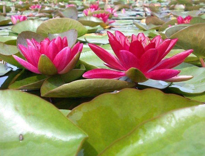 Превью изображения