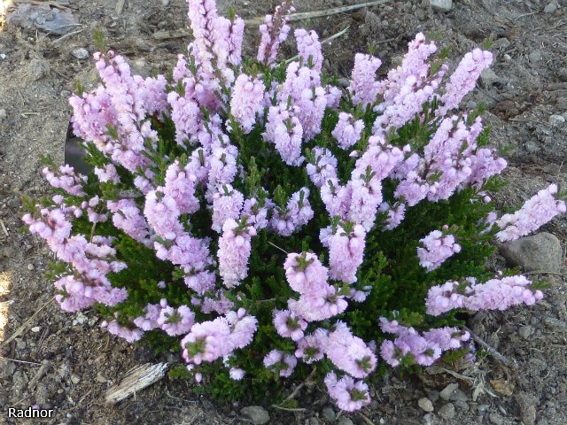 Превью изображения