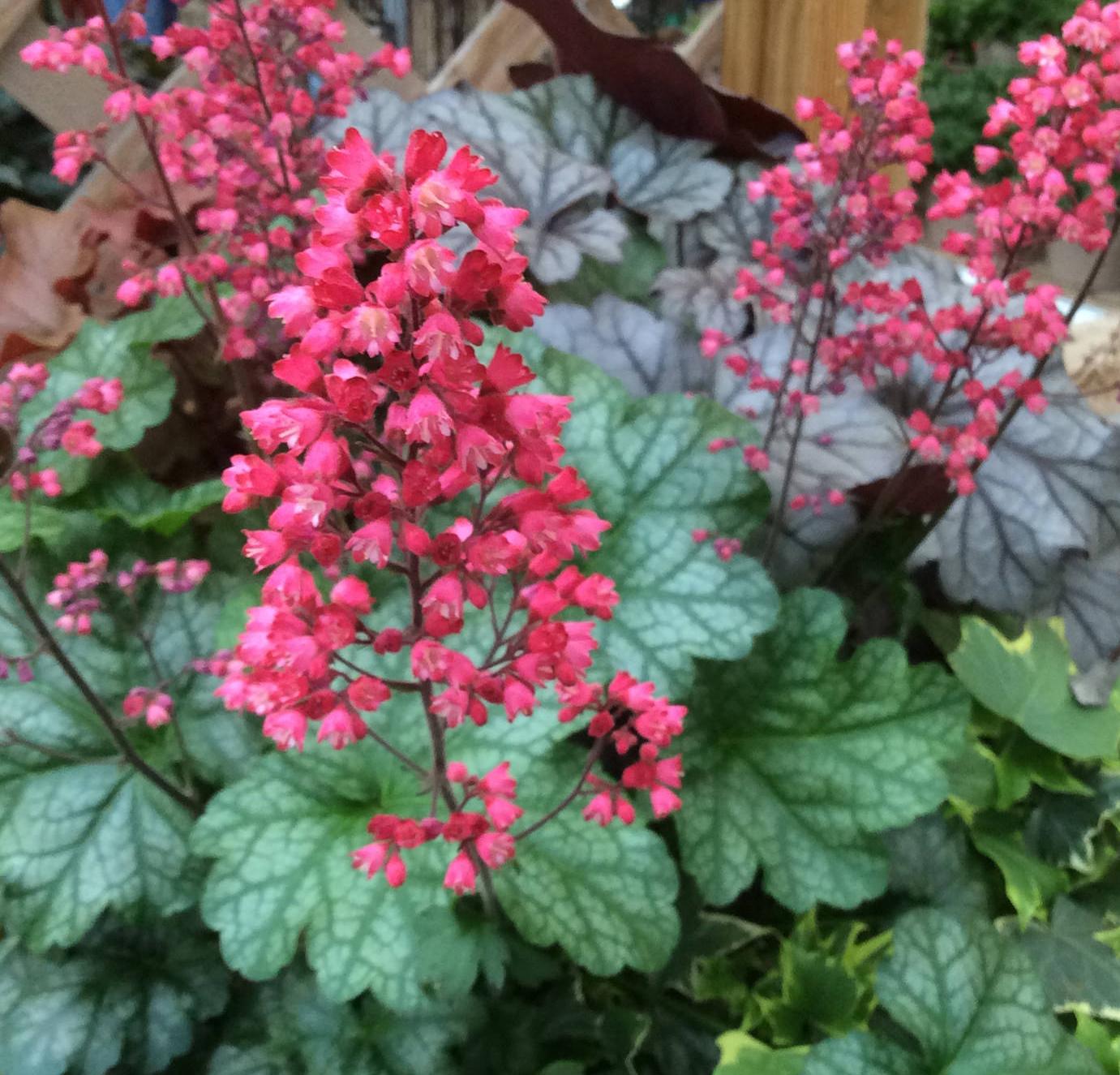 Превью изображения