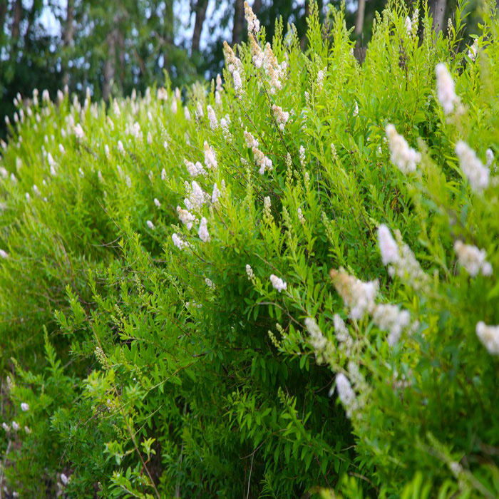 Превью изображения