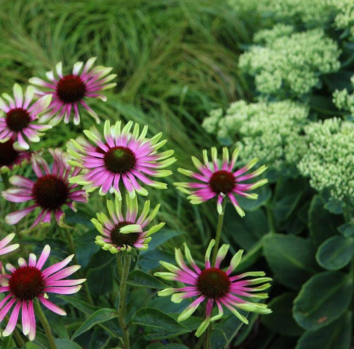 Превью изображения