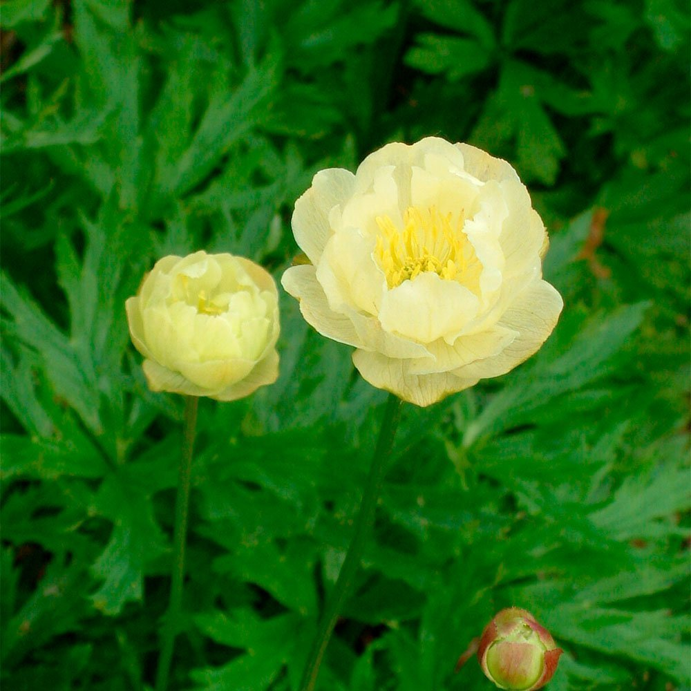 Превью изображения