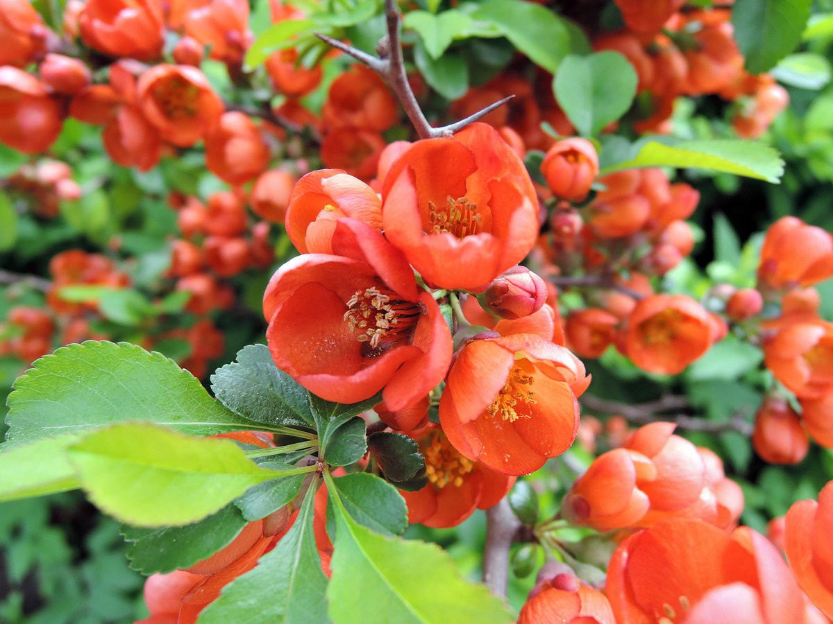 Превью изображения