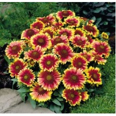 Превью изображения